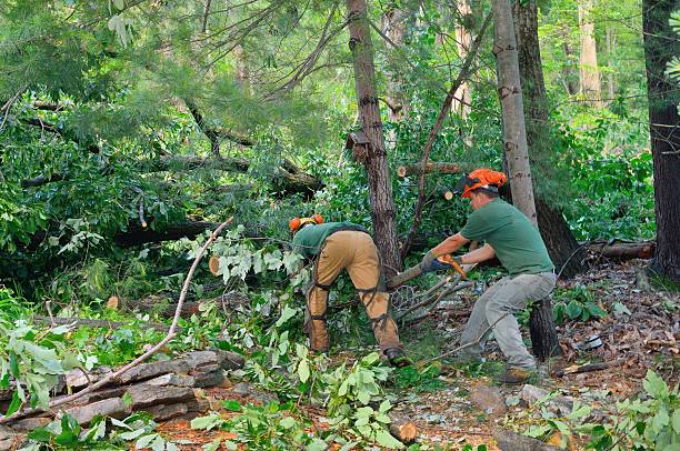 The Steps Involved in Our Tree Care Process in Lake Lure, NC